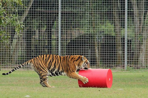 Big-Cat-Rescue-Tigers_643683668_n  Today at Big Cat Rescue Nov 25 2013 Big Cat Rescue Tigers 643683668 n