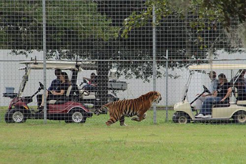 Big-Cat-Rescue-Tigers_859175831_n