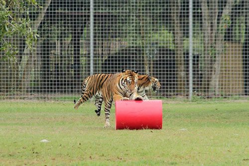 Big-Cat-Rescue-Tigers_913175615_n