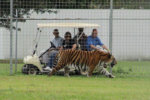 Big-Cat-Rescue-Tigers_928732927_n