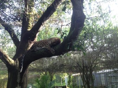 Cheetaro Leopard doing the leopard lounge up in his tree  Cheetaro Cheetaro Leopard doing the leopard lounge up in his tree