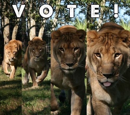 WEDU Vote BCR Nikita Lion