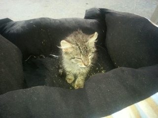 Bobcat-kitten-2-not