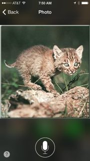 Bobcat-kitten-5-YES