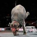 ElphntHeadstand  CHRISTMAS IS NO HOLIDAY FOR CIRCUS ANIMALS By Ira Fischer ElphntHeadstand
