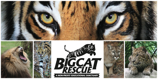 Logo Big Cat Rescue and Cats
