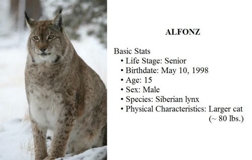 Lynx-Shayla-Scott-Alfie-Profile  Cat Chat 33 Lynx Shayla Scott Alfie Profile