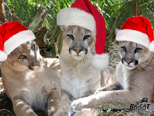 Merry-Christmas-Cougar-Mountain-Lion-3cougars  Today at Big Cat Rescue Dec 2 2013 Merry Christmas Cougar Mountain Lion 3cougars