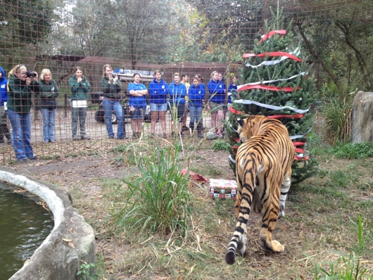 Tiger-gets-Christmas-presents_0764