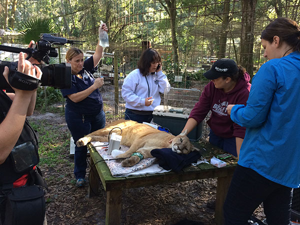 Dr. Tammy Miller and Dr. Liz Wynn check out Narla Cougar