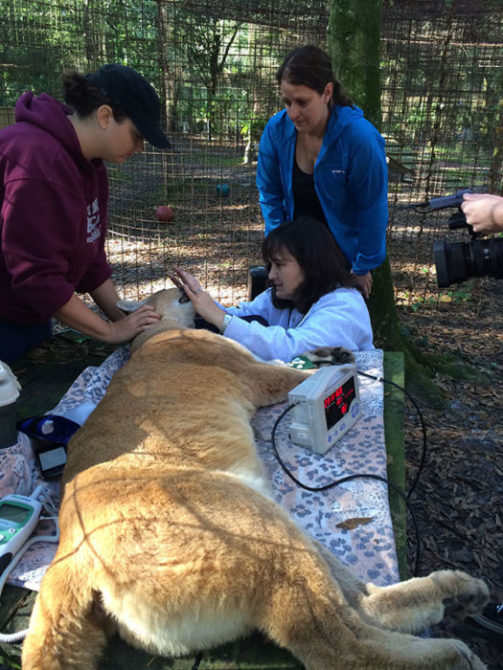 Dr. Tammy Miller and Dr. Liz Wynn check out Narla Cougar