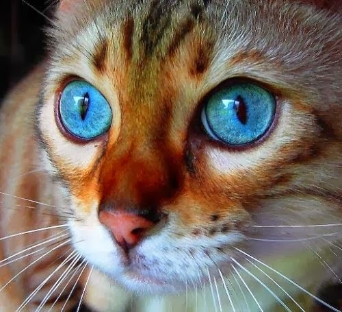 Blue Eyed Cat  Now at Big Cat Rescue April 30 2014 BlueEyedCat