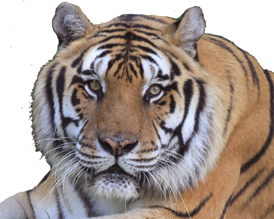 Tiger Shere Khan