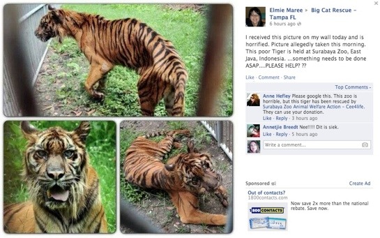 Surabaya-Zoo-Tiger