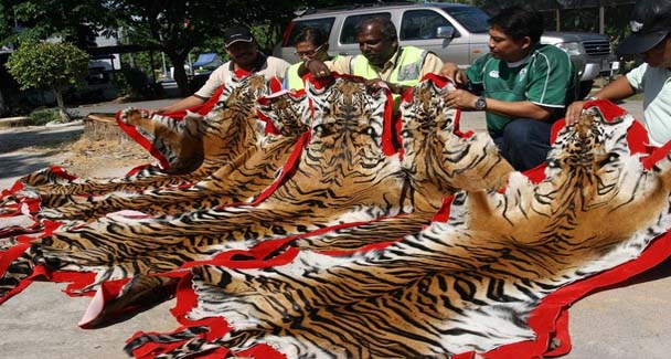 Officials display the tiger skins seized in the northern Malaysian state of Kedah, near the Malaysia-Thai border