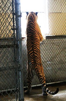 Stop Big Cat Abuse Tiger Shed