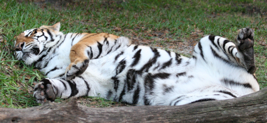 Tiger Sleeping Photo
