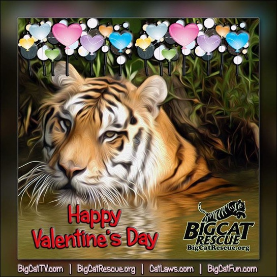 Valentines Day Shere Khan Tiger