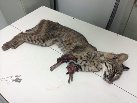 Bobcat-Both-Legs-Gone  Injured Bobcat Rescued &#8211; Euthanized Bobcat Both Legs Gone