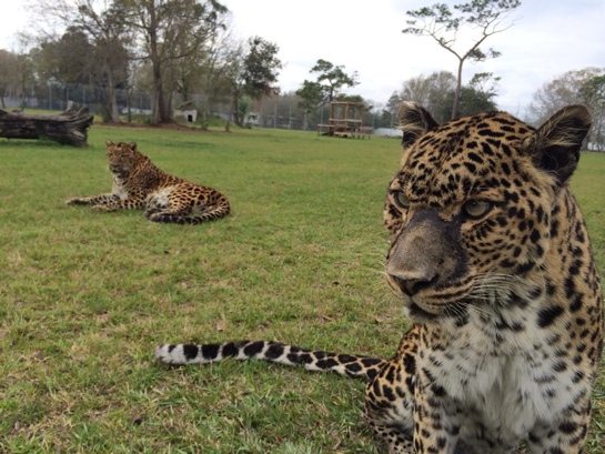 Nyla Leopard On Vacation 2014