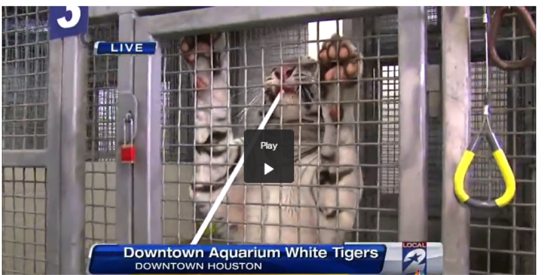 Abuse-White-tiger-Houston-Aquarium  AdvoCat 2014 06 Abuse White tiger Houston Aquarium