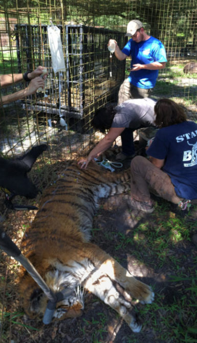 Kimba-Tiger-2014-6-10-a  Now at Big Cat Rescue June 11 2014 Kimba Tiger 2014 6 10 a