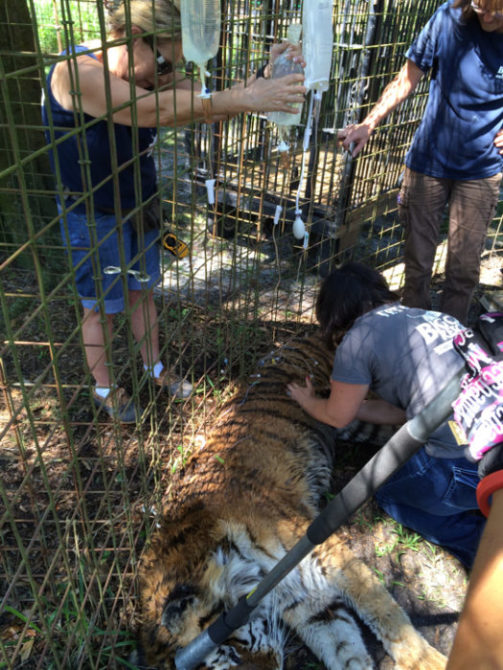 Kimba-Tiger-2014-6-10-c  Now at Big Cat Rescue June 11 2014 Kimba Tiger 2014 6 10 c