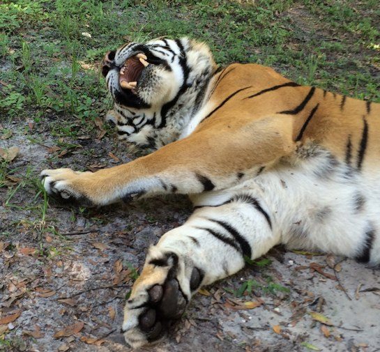 Shere Khan Tiger Likes Misting Fan  Now at Big Cat Rescue July 26 2014 ShereKhanLikesMistingFan