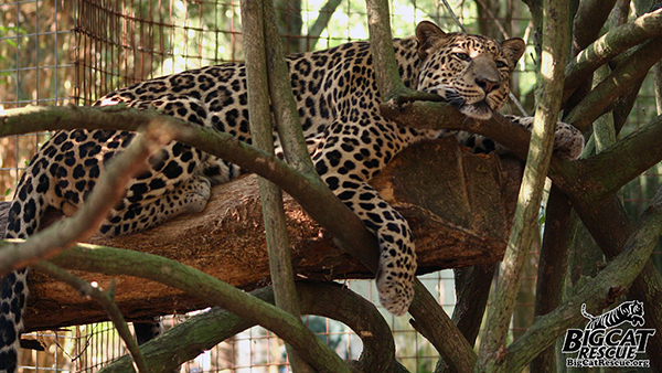 Reno Leopard in a tree  Now at Big Cat Rescue Sept 4 2014 Reno