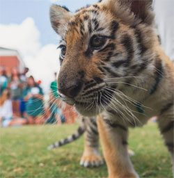 Tiger cub on Auburn University’s campus this month