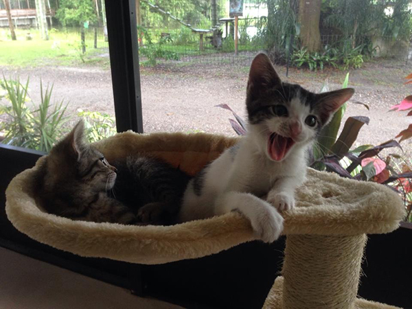 Kittens-Alyssa-Webber-2014-09-07 15.50.04