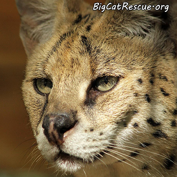 PurrSonality-Serval_1191570215382782568_n  Purr-sonality PurrSonality Serval 1191570215382782568 n