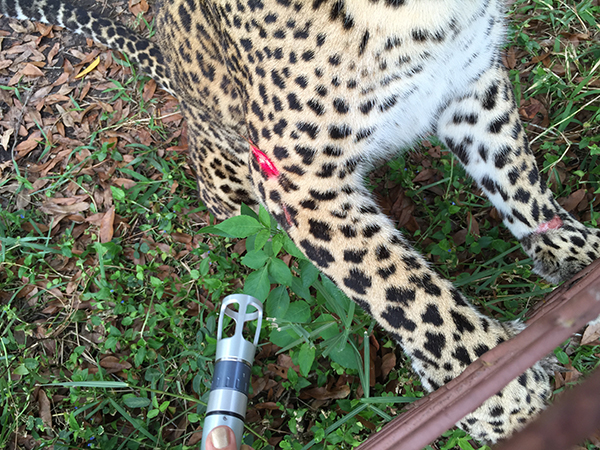 Vet-Jade-Leopard-2014-12-29 14.21.18  Now at Big Cat Rescue New Years Eve 2014 Vet Jade Leopard 2014 12 29 14