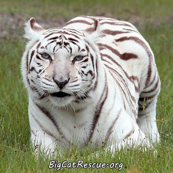 Zabu-White-Tiger