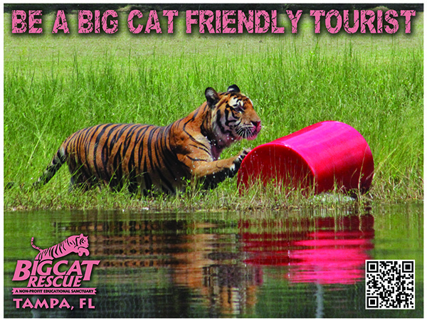 Big Cat Friendly Tourist   cubs2 BigCatTouristweb