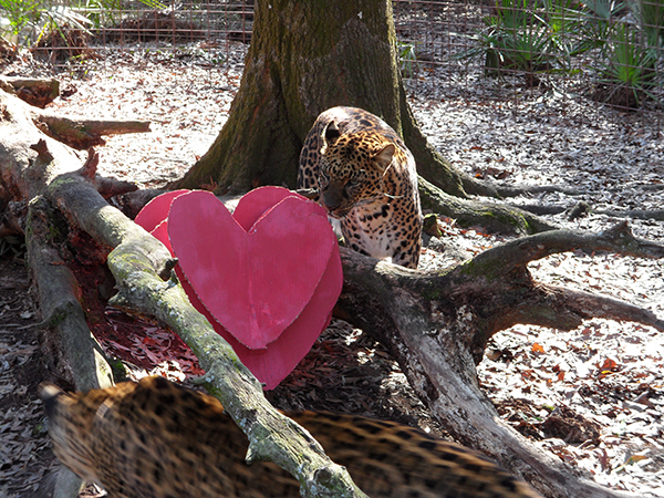 Valentines-Day-leopards_0363  Happy Valentine&#8217;s Day 2015 Valentines Day leopards 0363