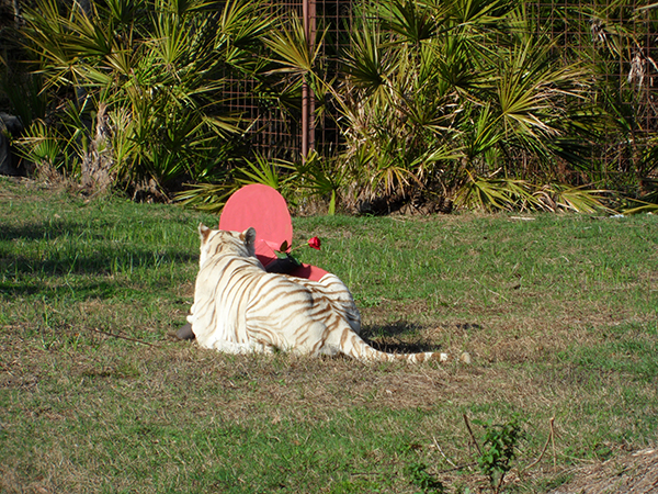 Valentines-Day-white-tiger_0411