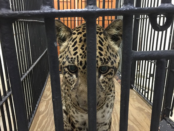 Vet-Reno-Leopard-2015-02-20 09.45.28