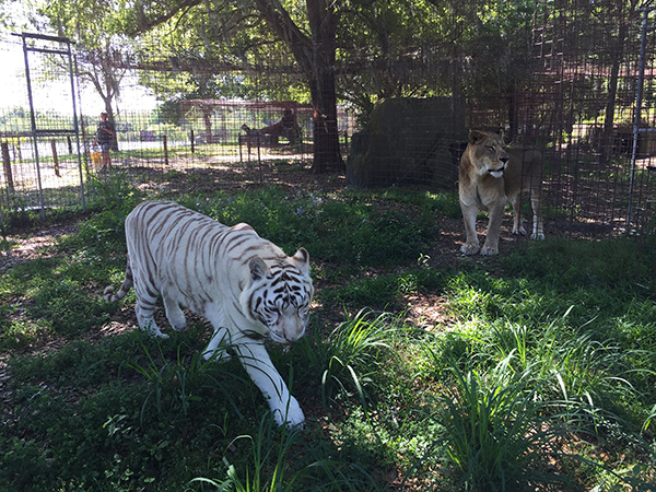 Cameron and Zabu get enrichment  University of Tennessee 2015 03 16 11