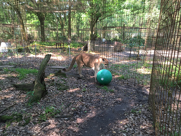 Ares-Cougar-Ball  Now at Big Cat Rescue March 21 2015 Ares Cougar Ball IMG 4559