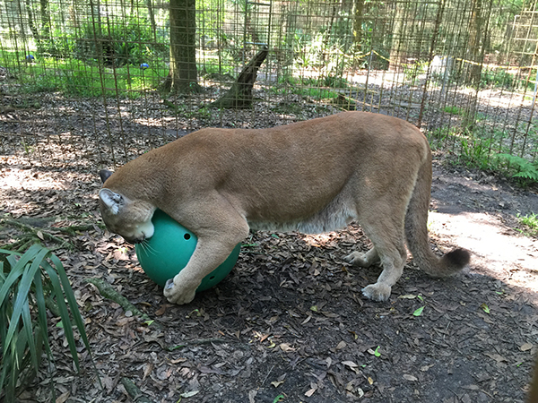 Ares-Cougar-Ball  Now at Big Cat Rescue March 21 2015 Ares Cougar Ball IMG 4560
