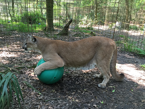 Ares-Cougar-Ball  Now at Big Cat Rescue March 21 2015 Ares Cougar Ball IMG 4562