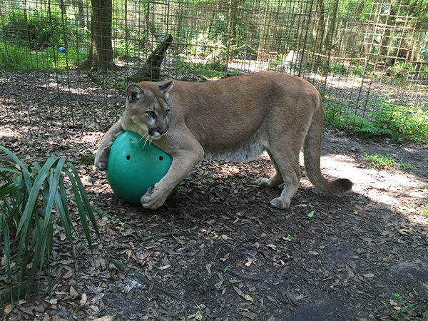 Ares-Cougar-Ball  Now at Big Cat Rescue March 21 2015 Ares Cougar Ball IMG 4563