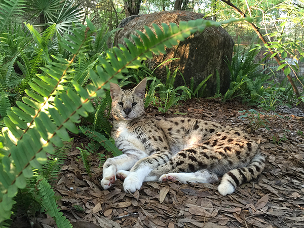 Frosty the white footed serval