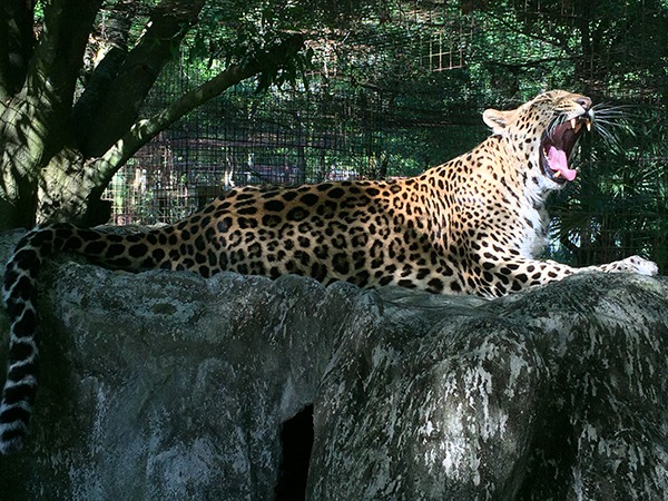 Sundari-Leopard-2015  Sundari Sundari Leopard 2015 03 20 16