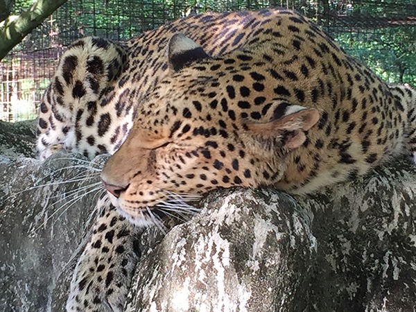 Sundari-Leopard-2015