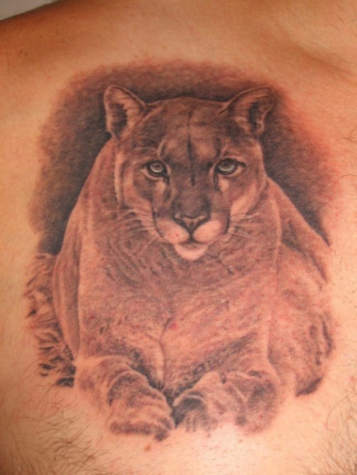 Tattoo-Scratch-Cougar-Matt  Scratch Cougar Tattoo Scratch Cougar Matt
