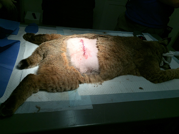 Vet-Angelica-Bobcat  Now at Big Cat Rescue March 21 2015 Vet Apollo Siberian Lynx 4600