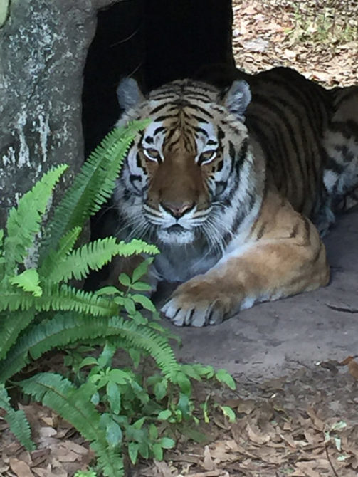 Kali-Tiger-2015-04-05 15.24.03