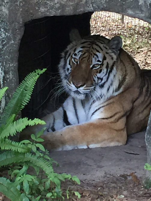 Kali-Tiger-2015